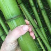 Bambou Phylos viridi 2